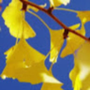 Meet your Posher, Brook